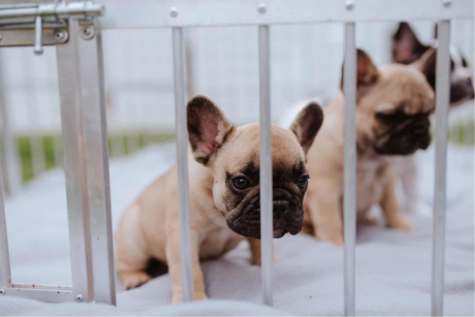 French Bulldog Puppies in white cage