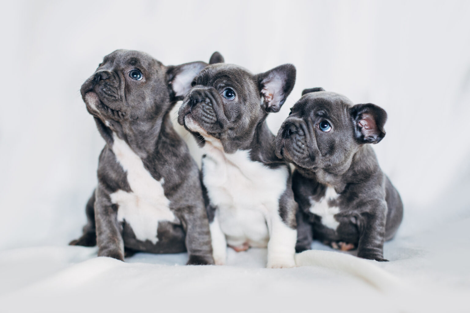 15 Best French Bulldog Breeders In Ohio