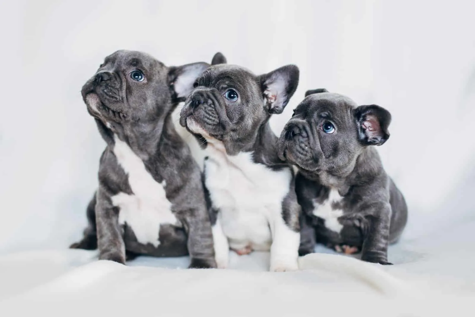 French Bulldog Puppies standing on towel