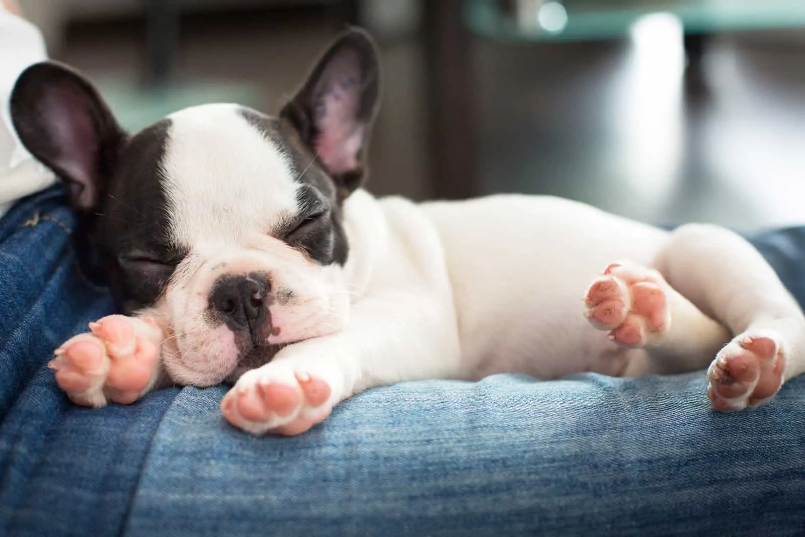 French Bulldog puppy sleeping