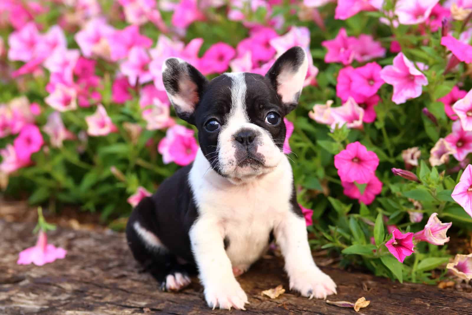 French Bulldog puppy standing with flowers in background