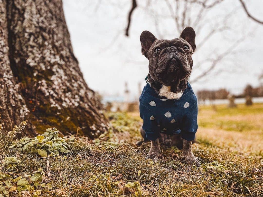 French Bulldog standing by tree