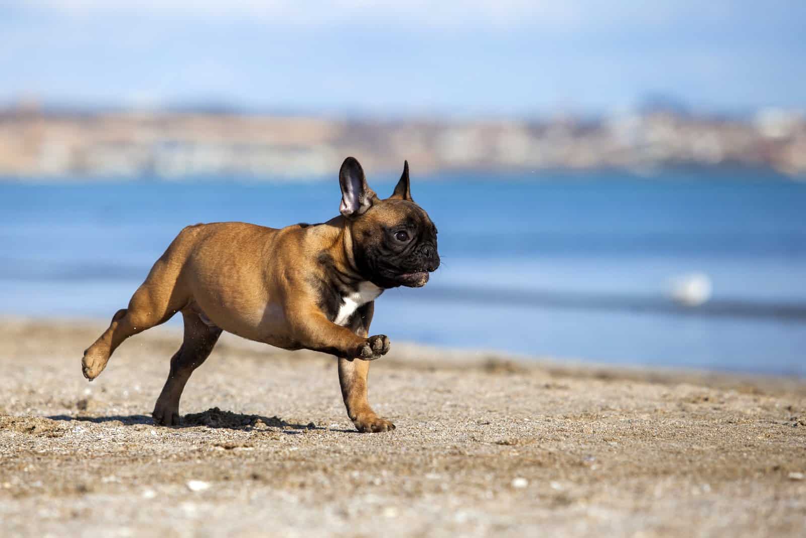 French Bulldog walking on seashore