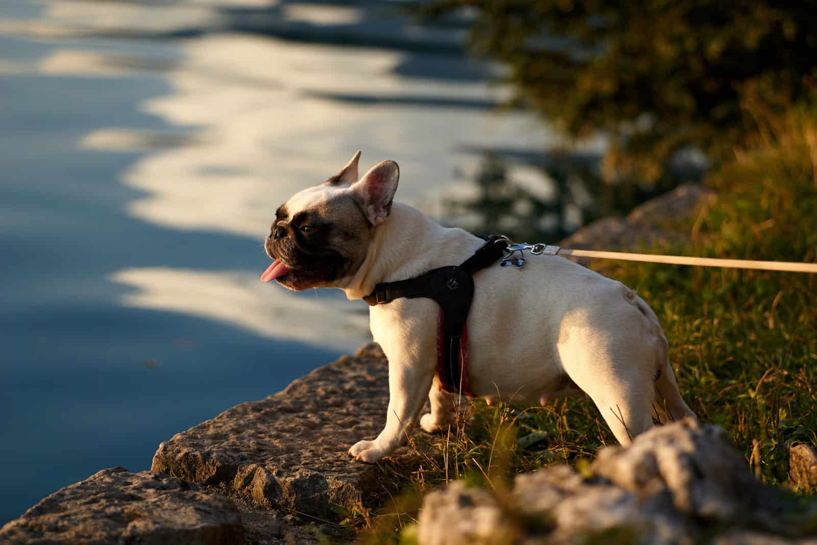 French Bulldogstanding by lake 