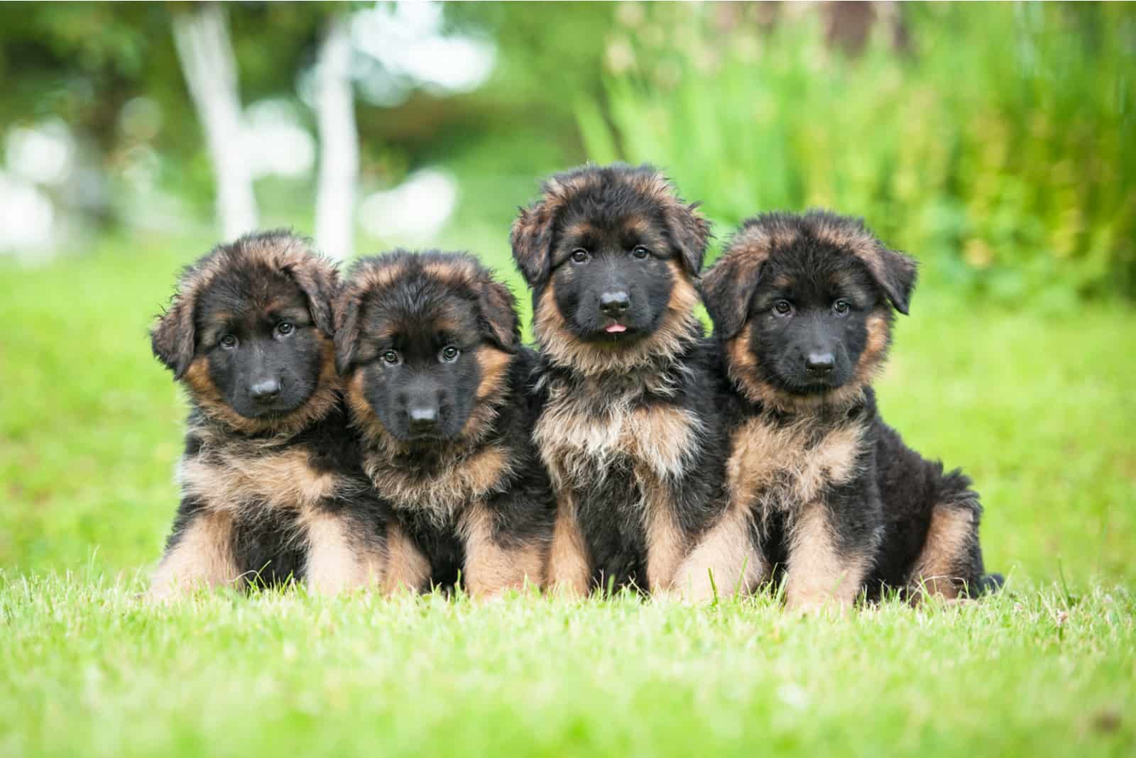 Покажи щенков овчарки. German Shepherd щенок. Баварская овчарка. Немецкая овчарка Шеферд щенки. Трехнедельный щенок немецкой овчарки.