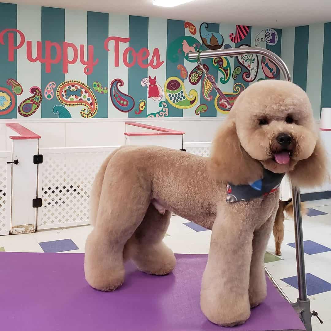 Goldendoodle Bell-Bottom Cut