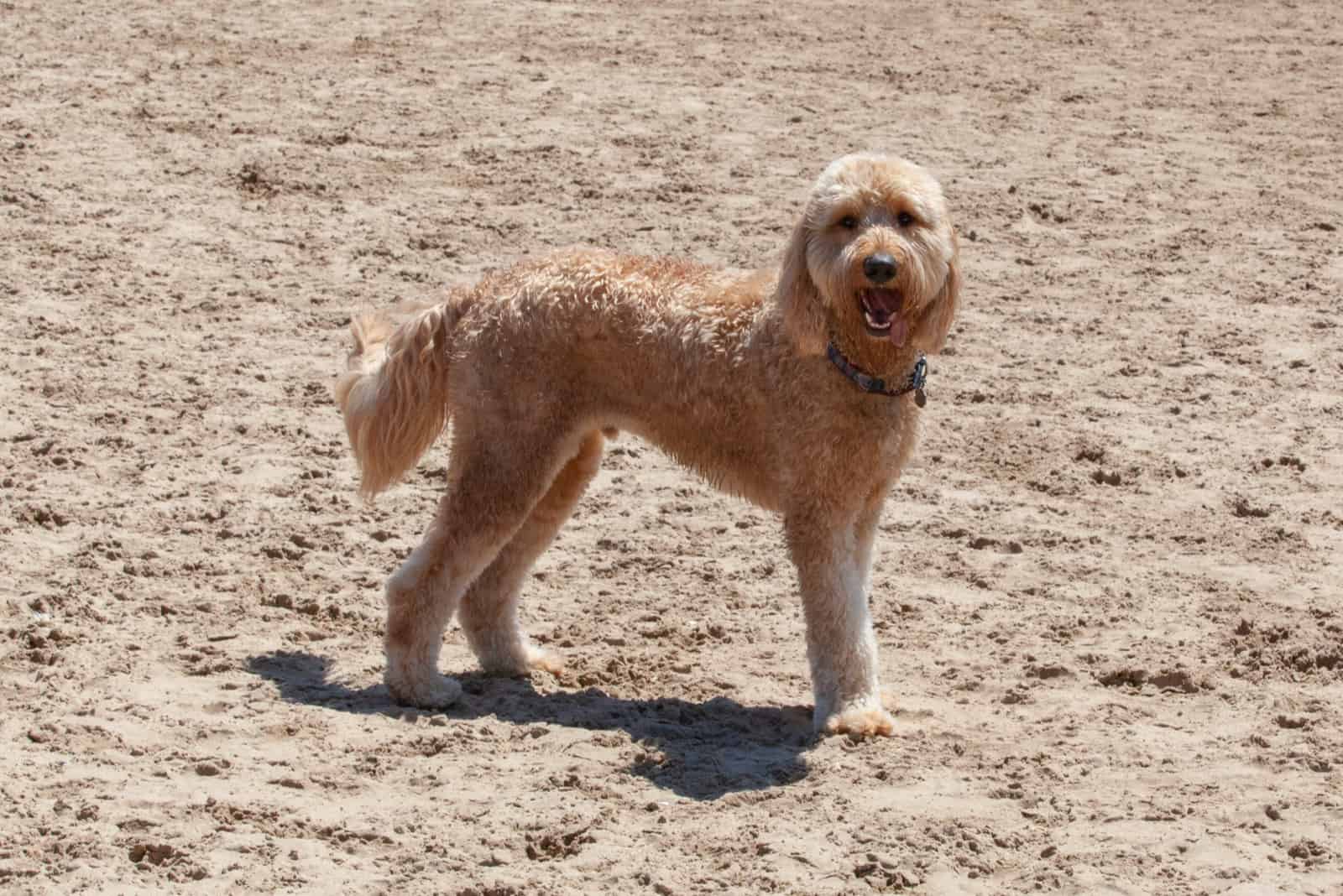 Goldendoodle with Flag Tail Cut