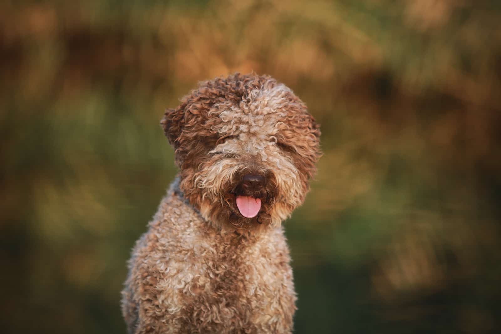 Lagotto Romagnolo