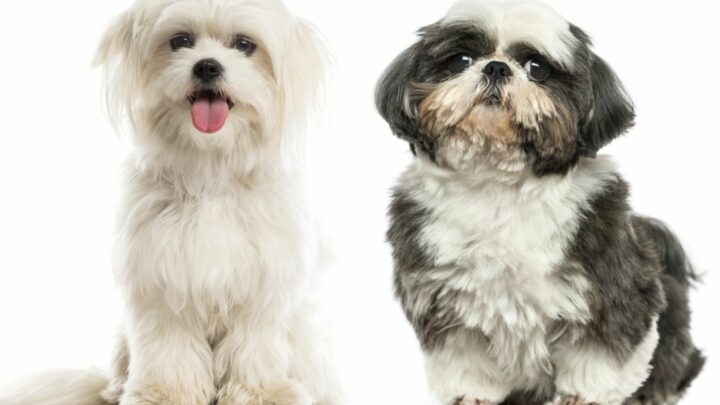Maltese Vs Shih Tzu: Which Pooch Should I Get?