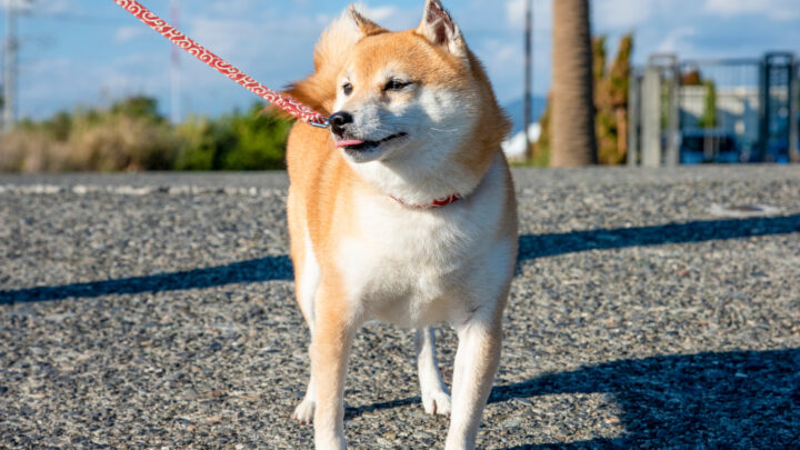 Mame Shiba Inu – A Mini Shiba Inu Or A Whole New Breed?