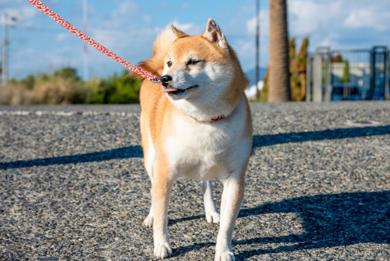 Mame Shiba Inu standing outside