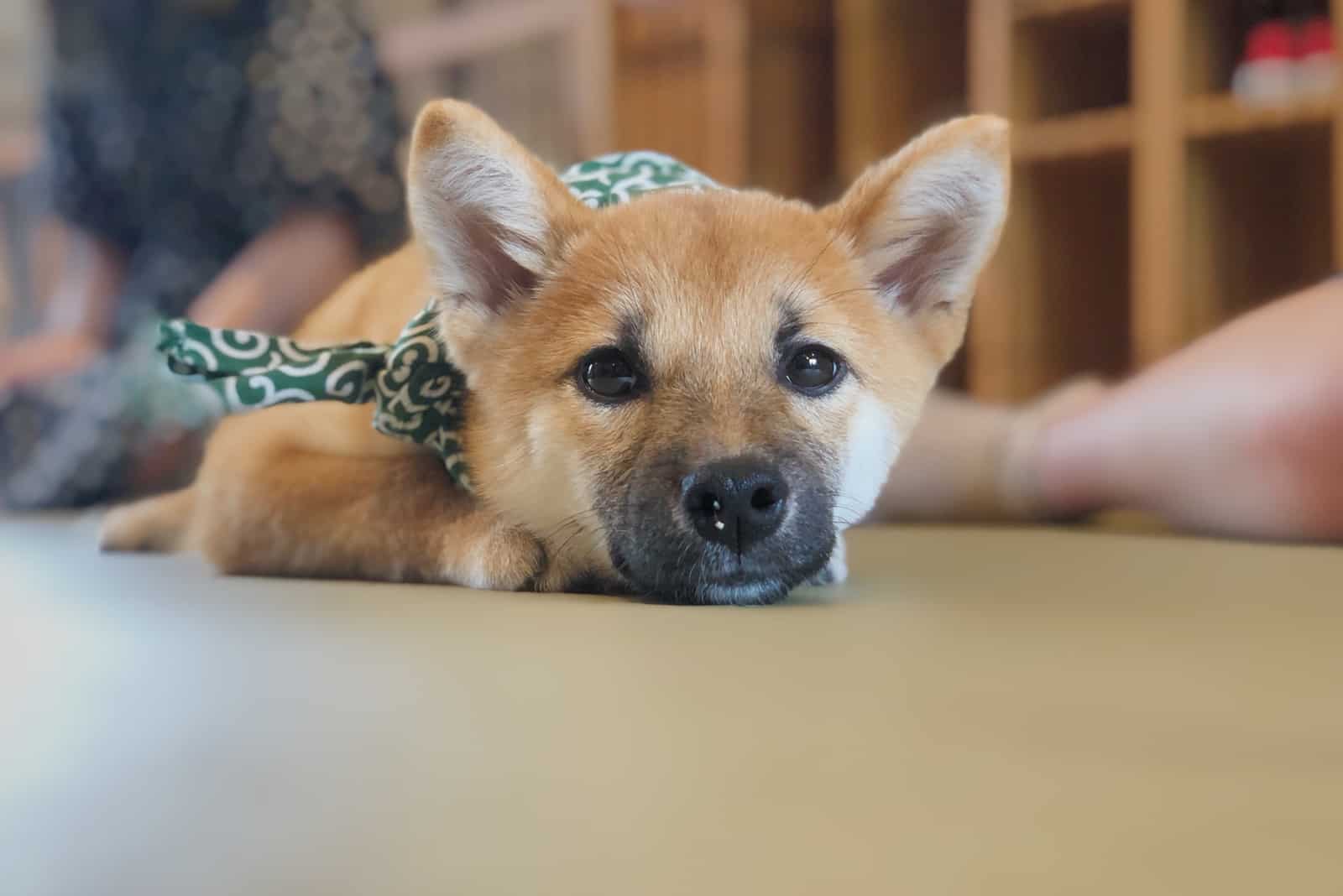 Mame Shiba Inu lying on carpet