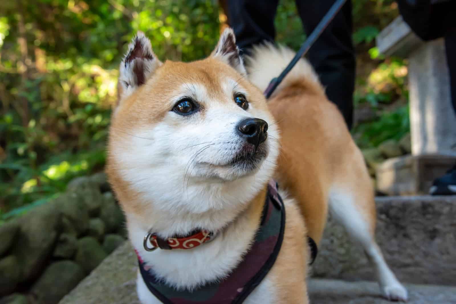 Mame Shiba Inu outside looking away