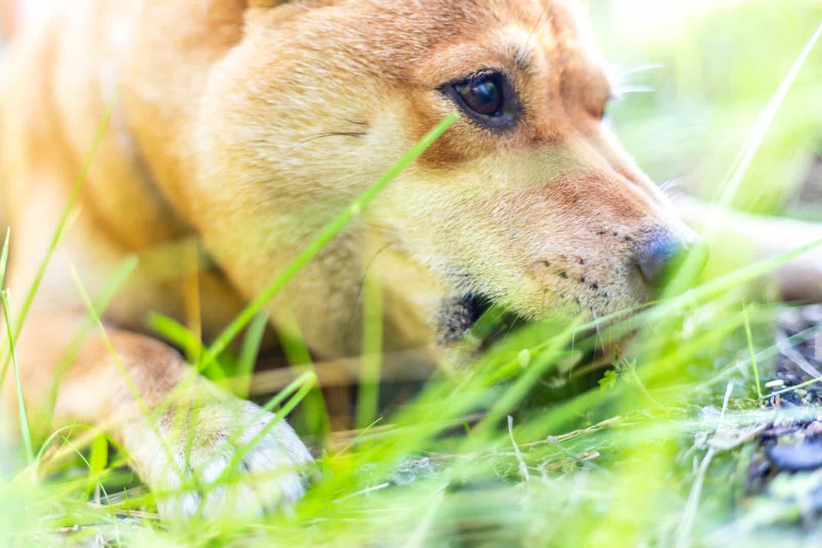 Mame Shiba Inu playing in grass