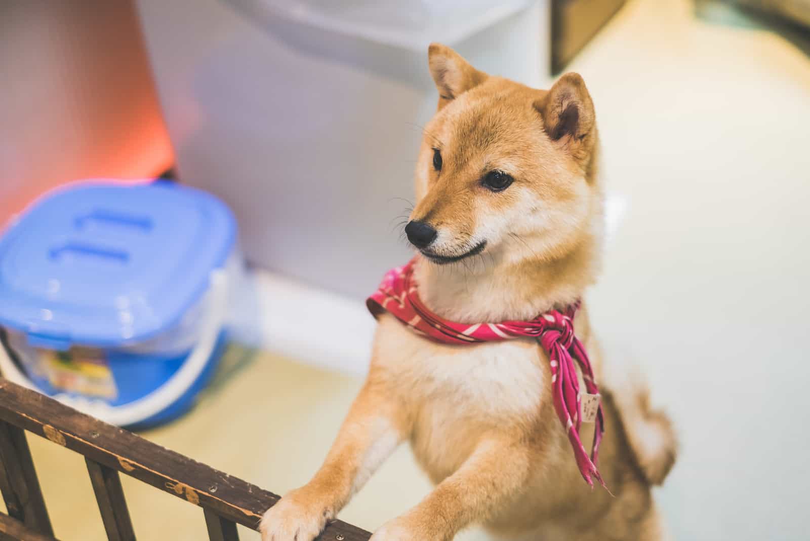 Mame Shiba Inus standing on two legs