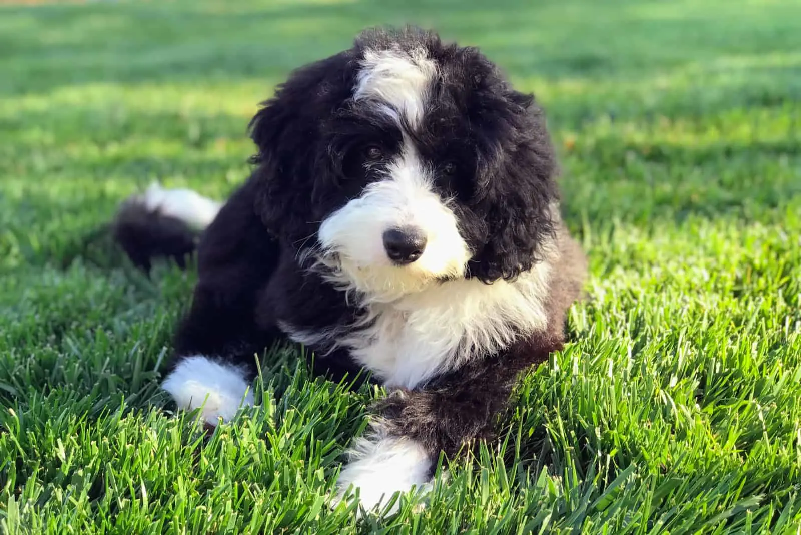 Mini Bernedoodle sitting on grass looking at camera