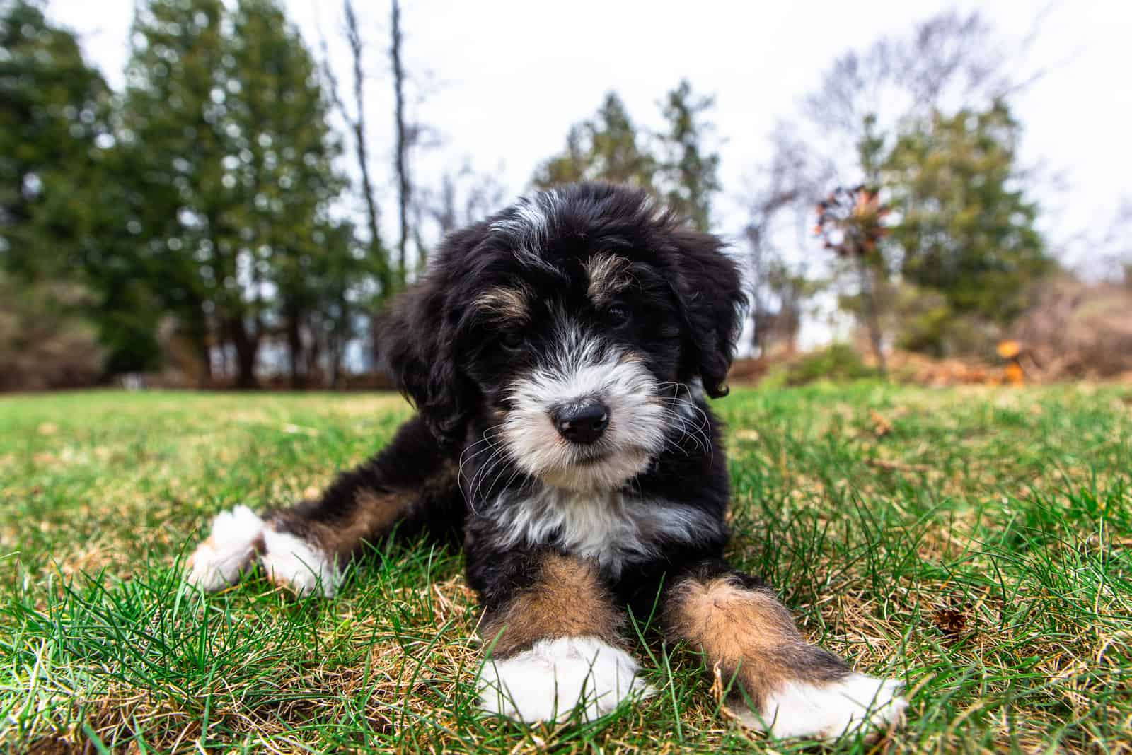 Mini Bernedoodle sitting on grass outside looking at camera