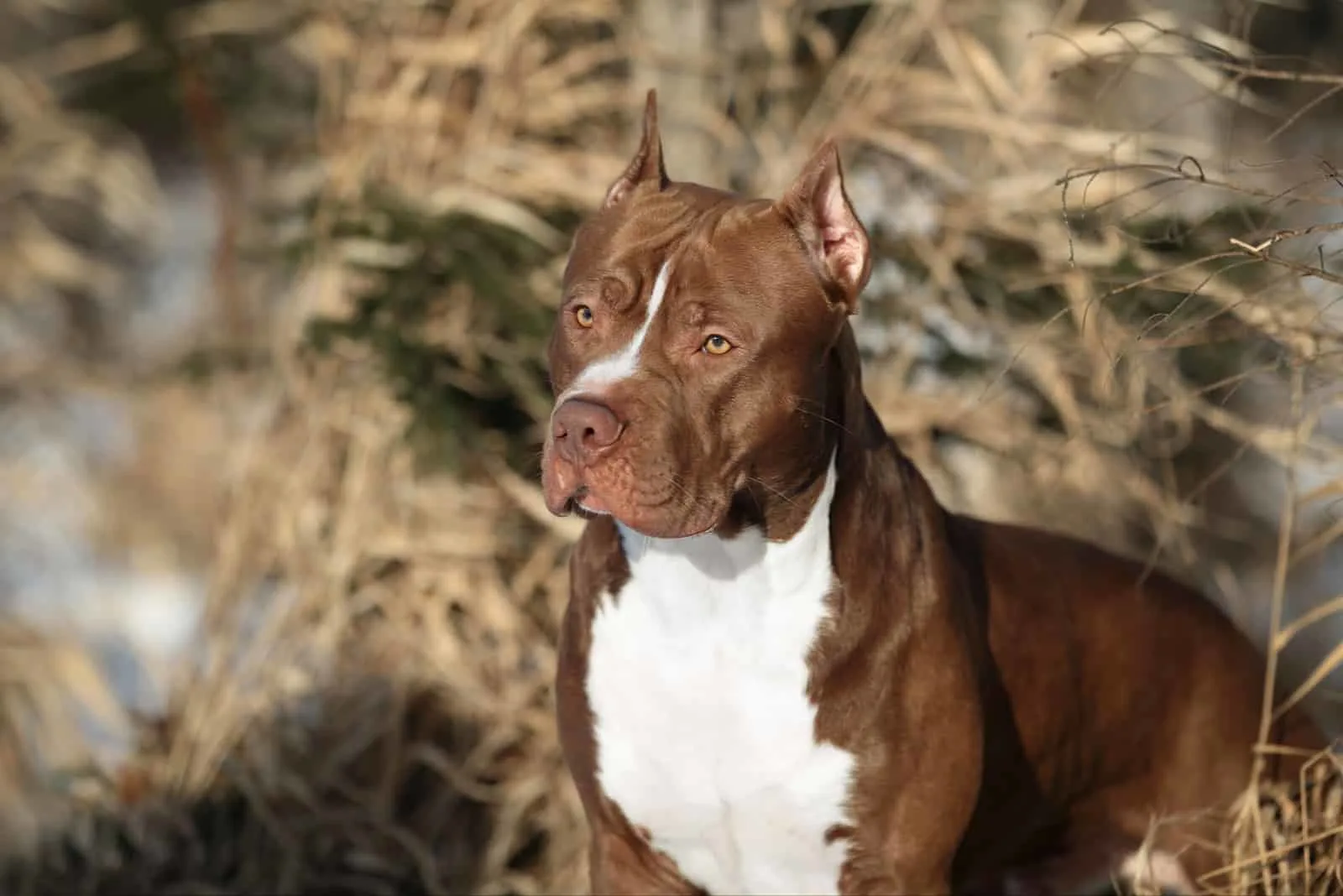 Pit Bull Terrier standing looking into distance
