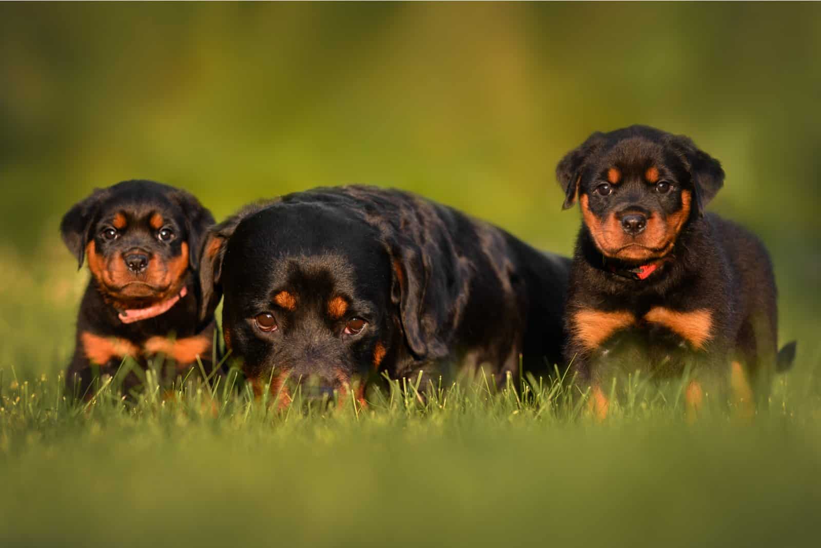 Rottweiler and puppies on grass outside