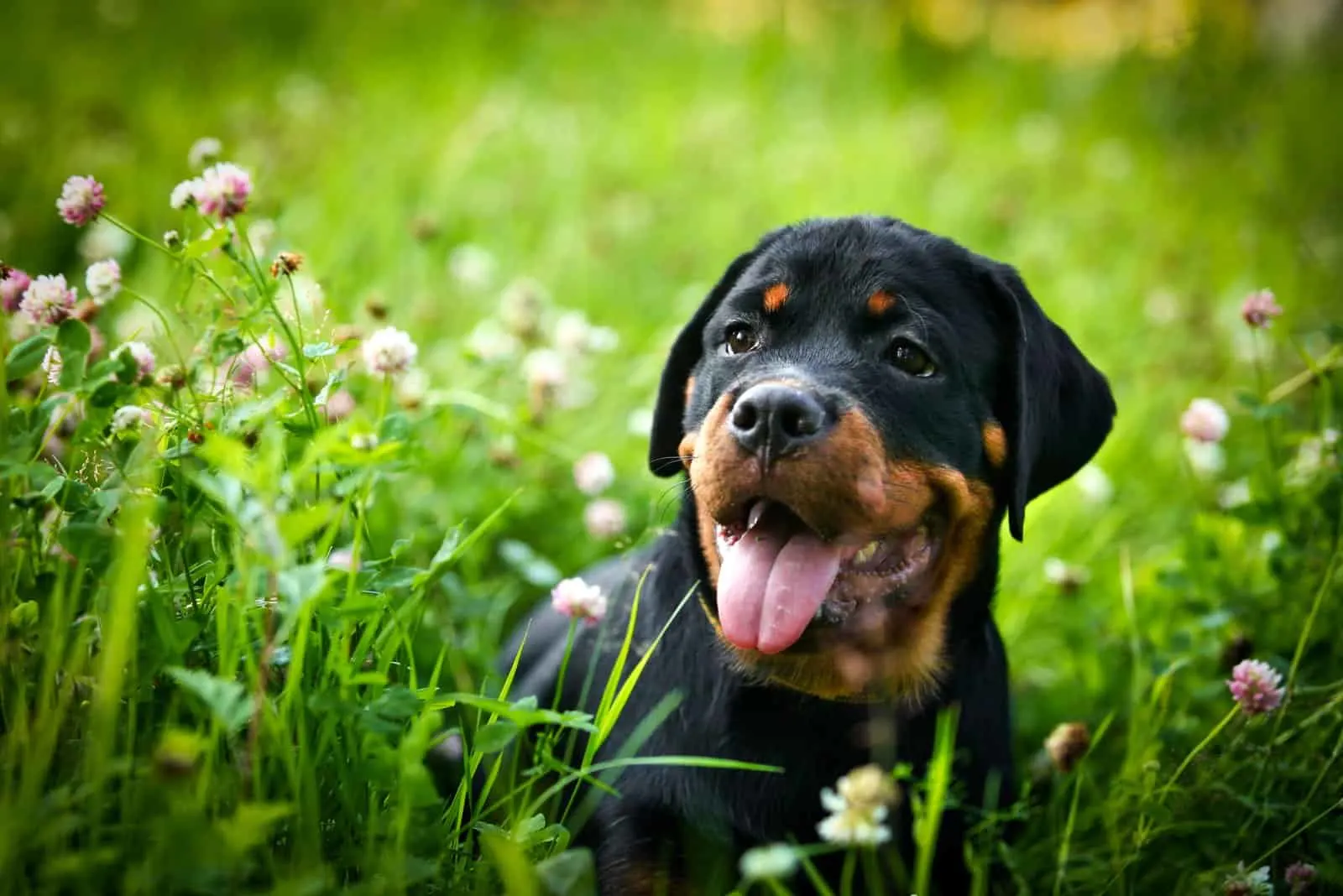 Rottweiler puppy in grass with flowers