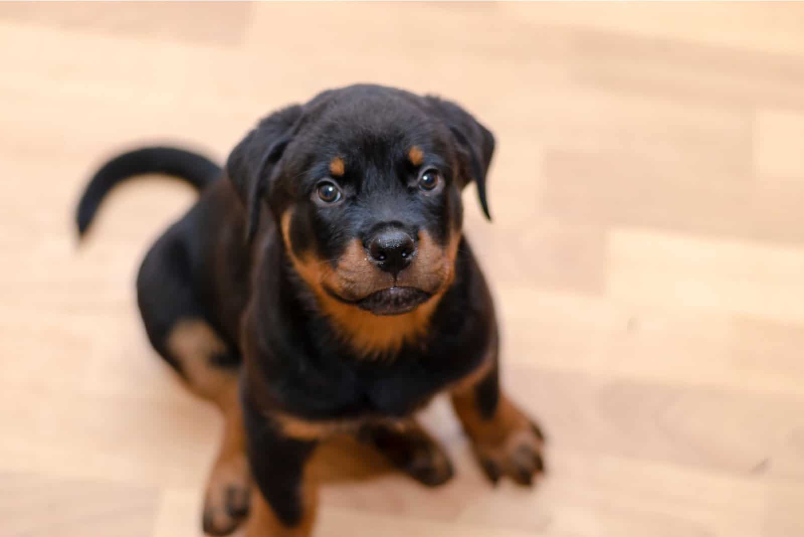 Rottweiler puppy looking up