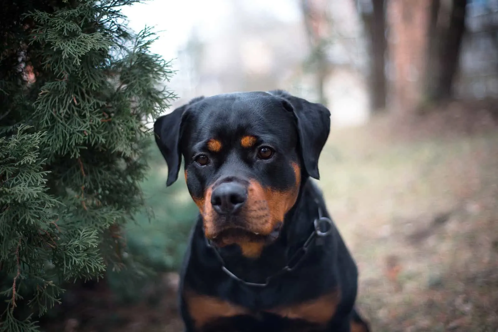 Rottweiler puppy standing in woods