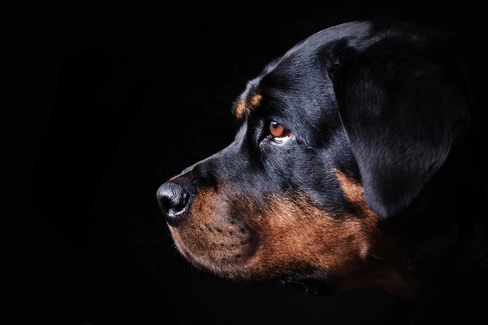 Rottweiler with black background