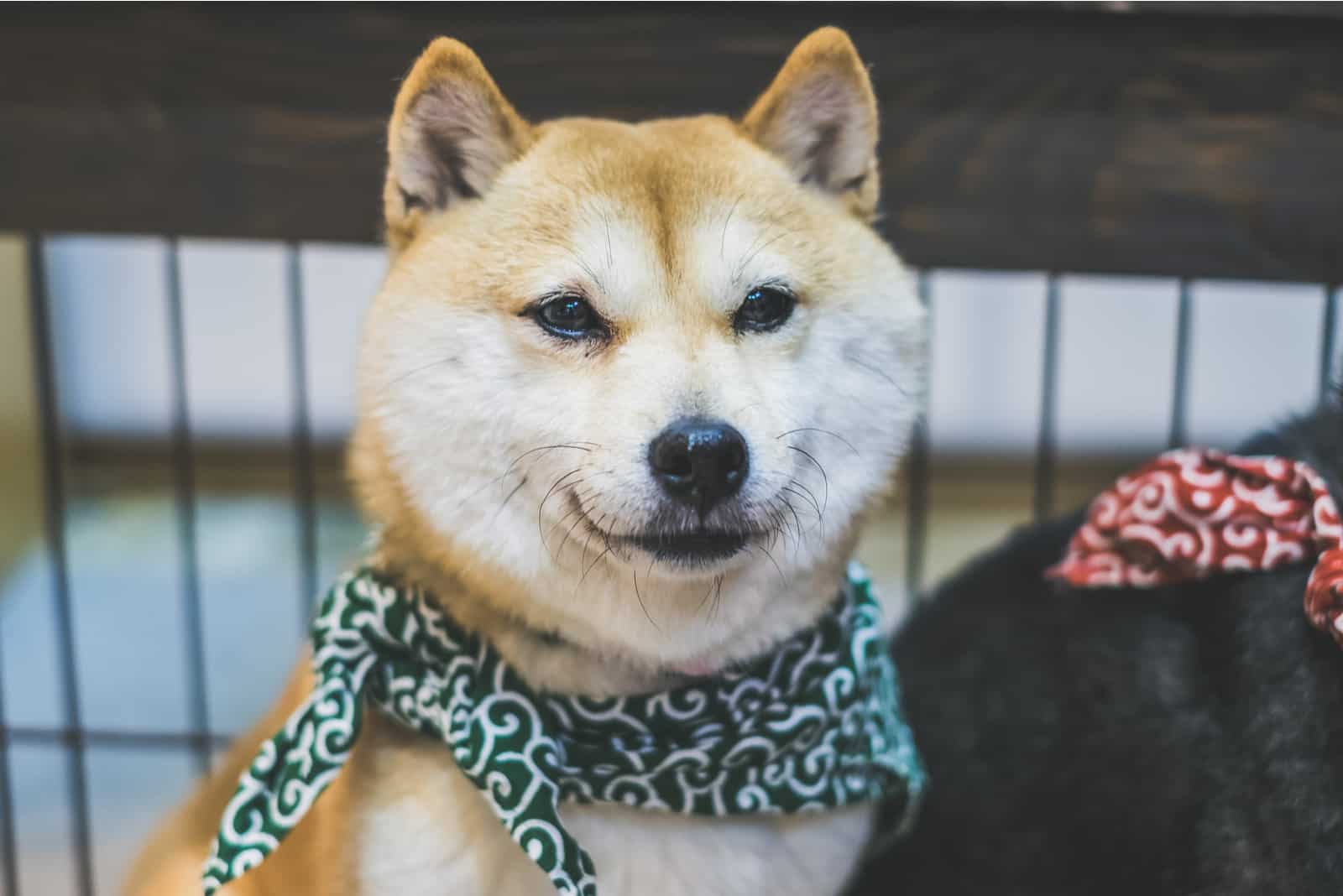 Sesame Mame Shiba Inu standing looking at camera