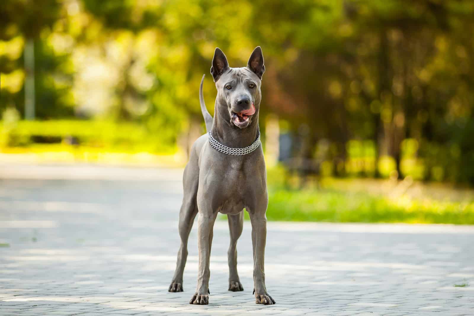 Thai Ridgeback