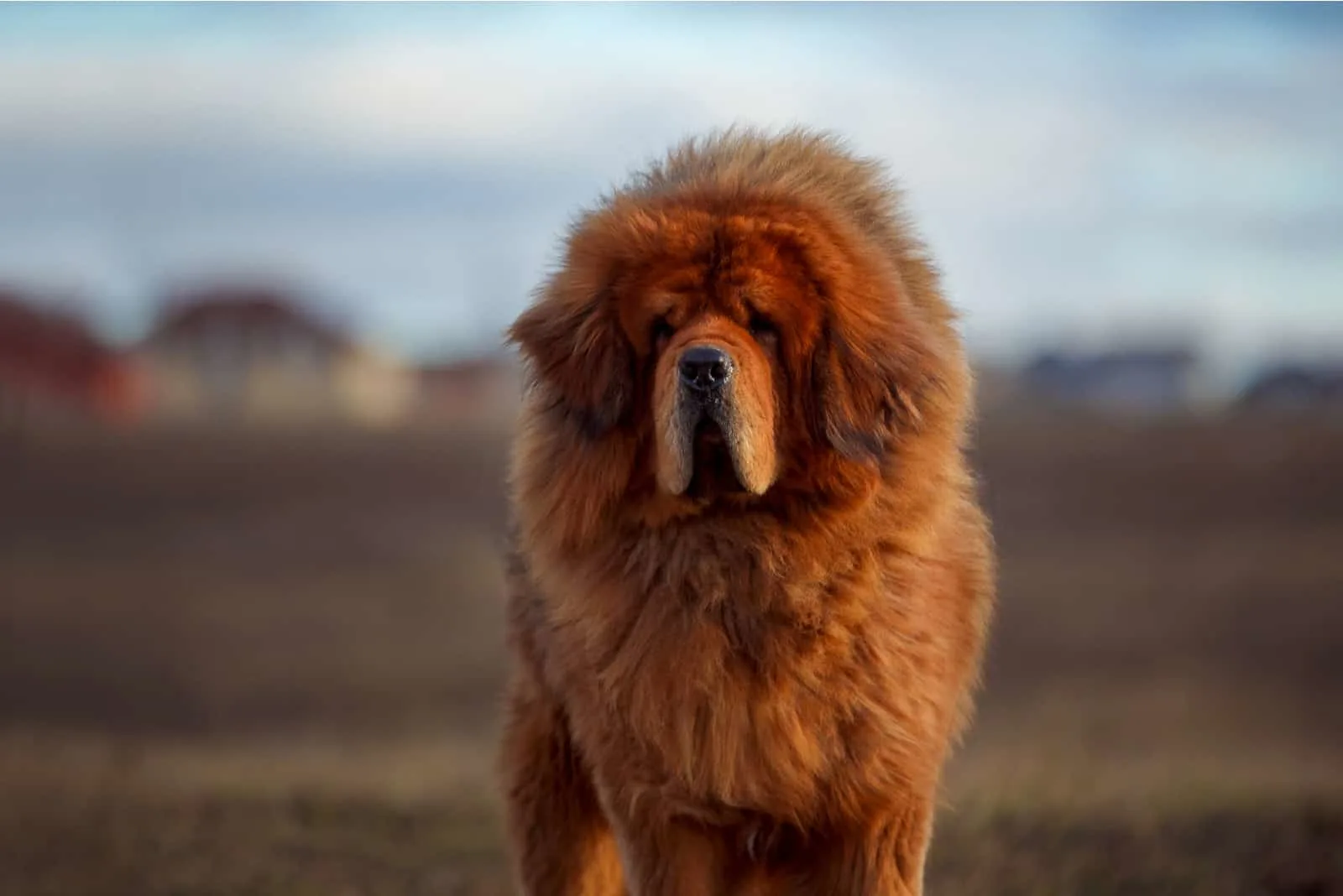 Tibetan Mastiff standing outside