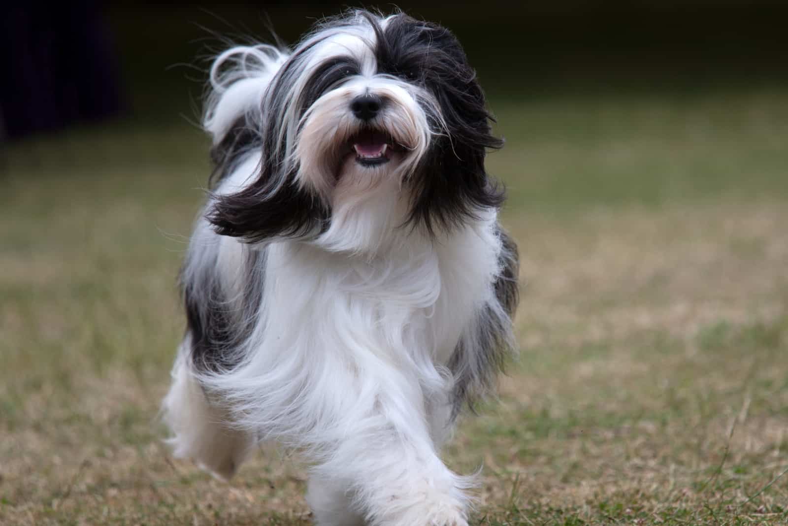 Tibetan Terrier