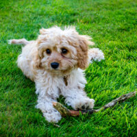 cavapoo sitting outside on grass