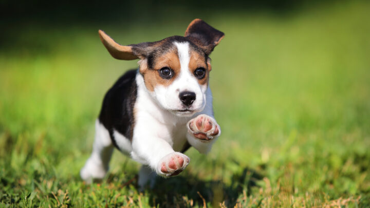 Top 12 Beagle Breeders In California + More!