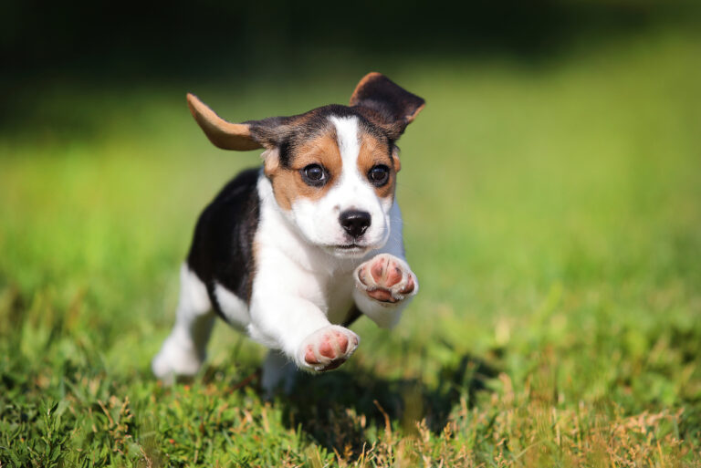 beagle puppy running