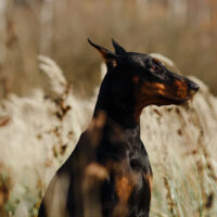 doberman pinscher standing in a field