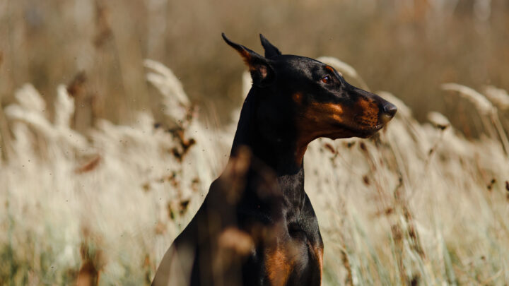 Top 15 Doberman Breeders In North Carolina