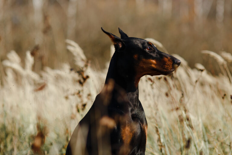 doberman pinscher standing in a field