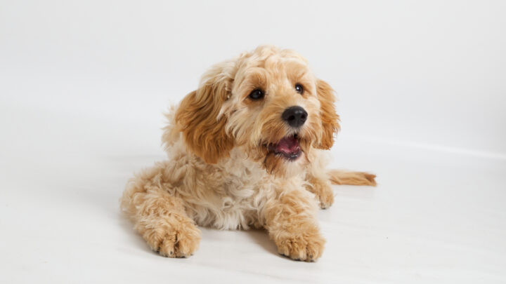 4 Best Cavapoo Breeders In Arizona: Places To Buy A Puppy