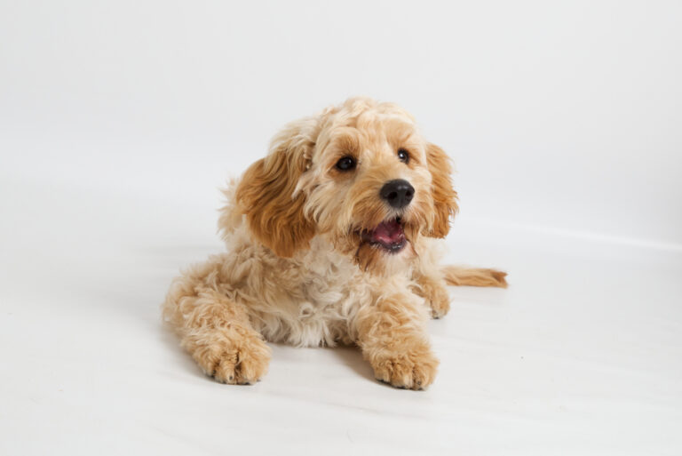 cute cavapoo dog
