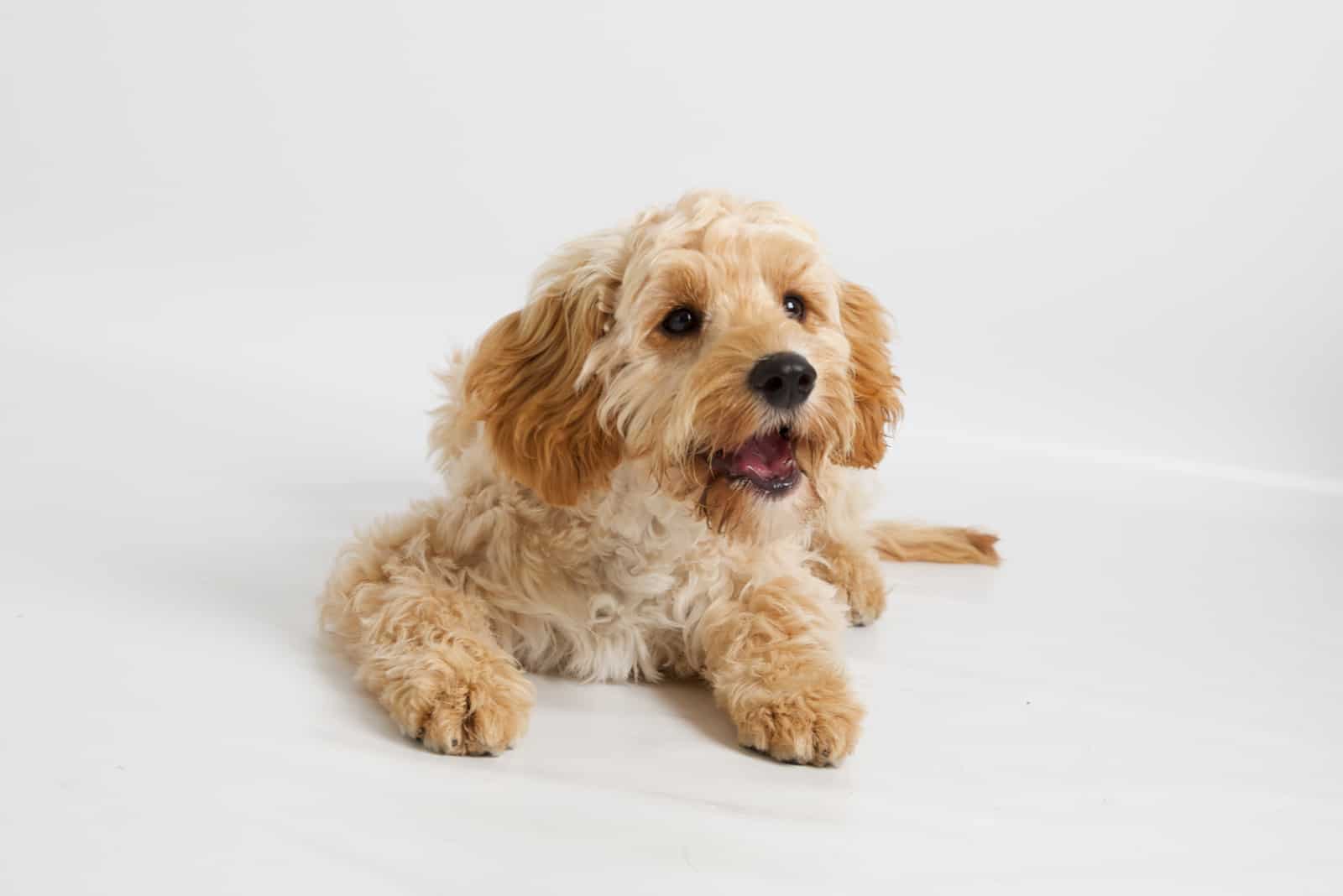 4 Best Cavapoo Breeders In Arizona: Places To Buy A Puppy