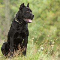 cane corso standing outside