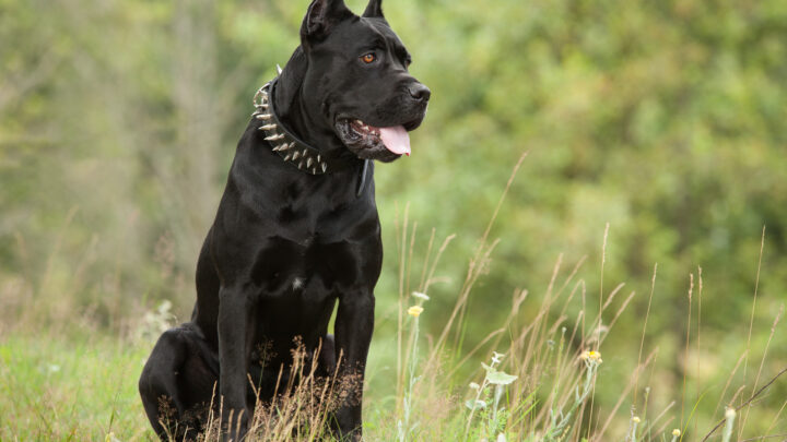 Top 4 Cane Corso Breeders In Illinois You Can Trust