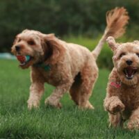 goldendoodle puppies running