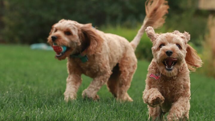 Goldendoodle Breeders In New Jersey: 5 Best Choices