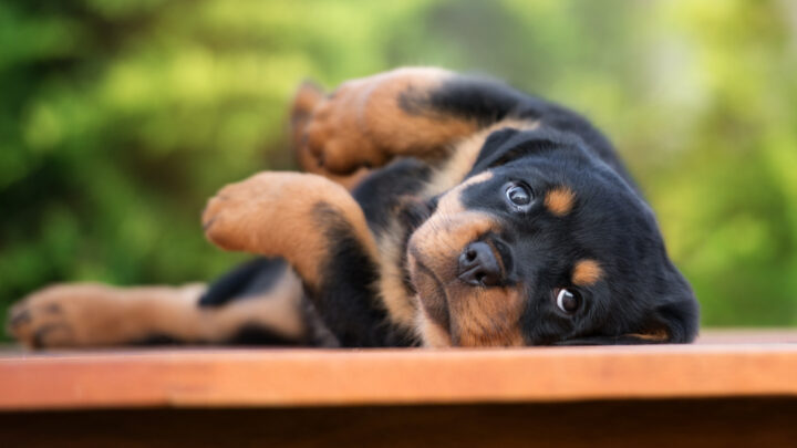 Top 7 Rottweiler Breeders In Texas: Breeders You Can Trust!