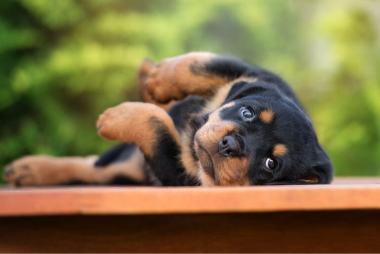 cute rottweiler puppy