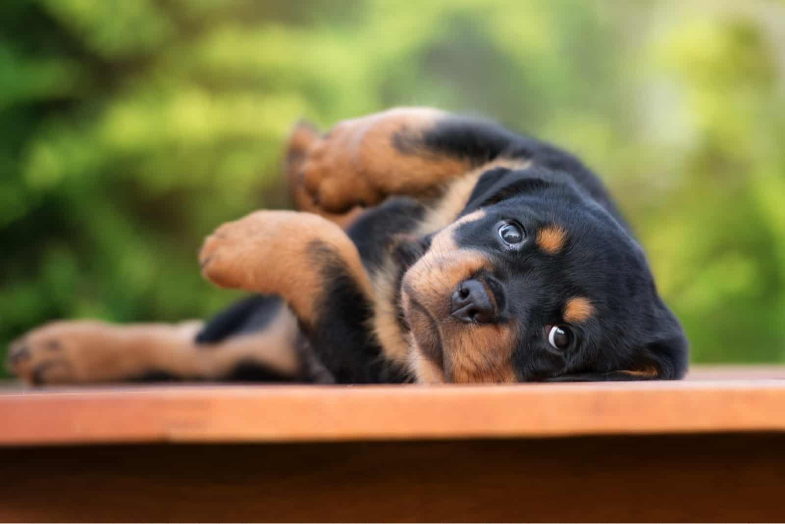 Top 7 Rottweiler Breeders In Texas: Breeders You Can Trust!