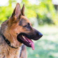 German Shepherd in profile with a protruding tongue
