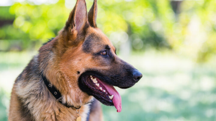 Top 5 German Shepherd Breeders In New York