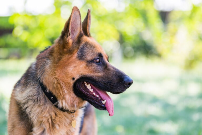 German Shepherd in profile with a protruding tongue